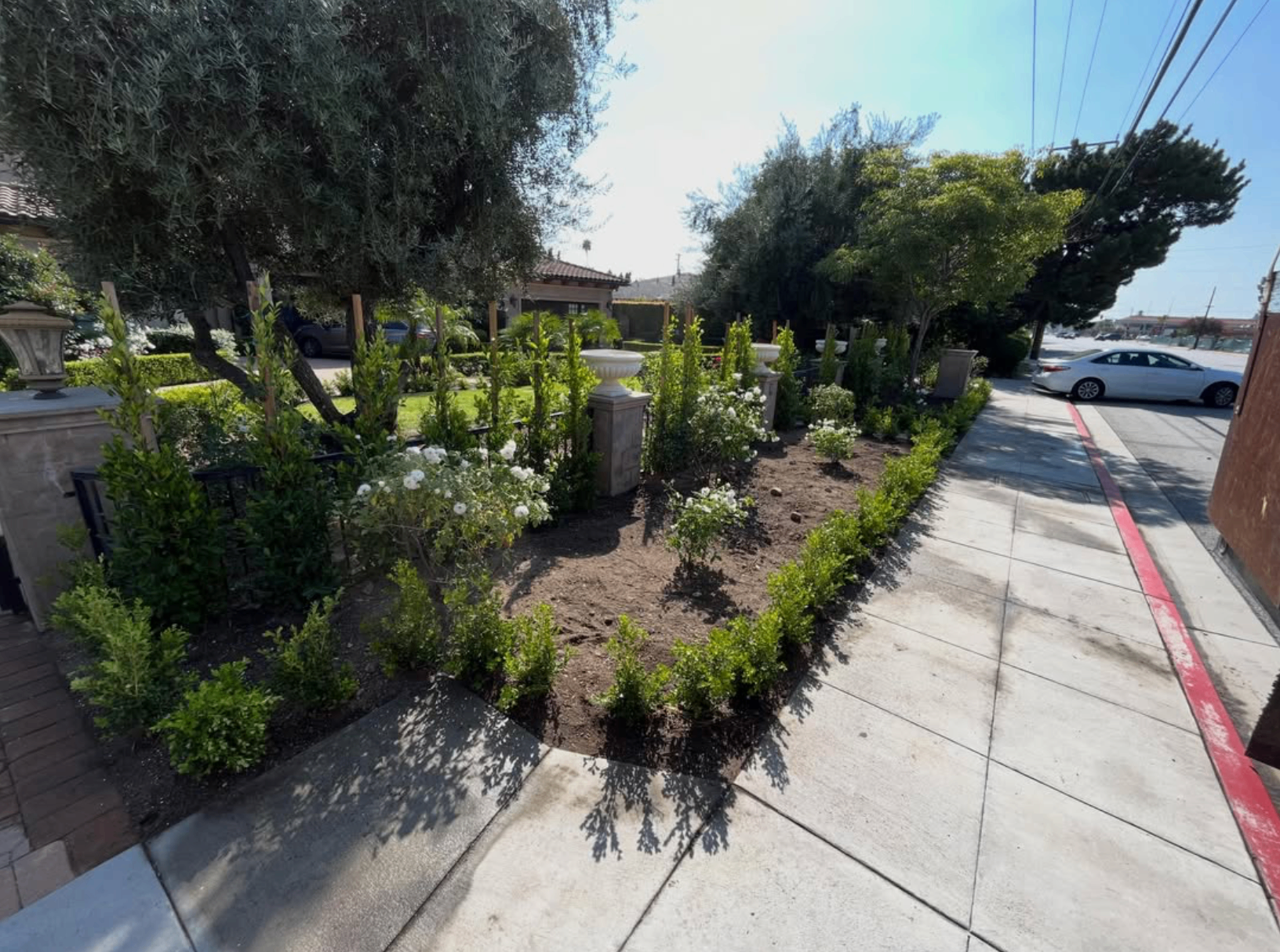 Completed front yard landscaping project with hedges, white roses, and refreshed planting beds